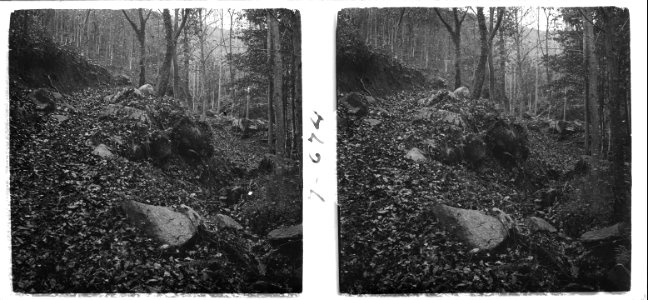 Bosc sota Can Joaneta