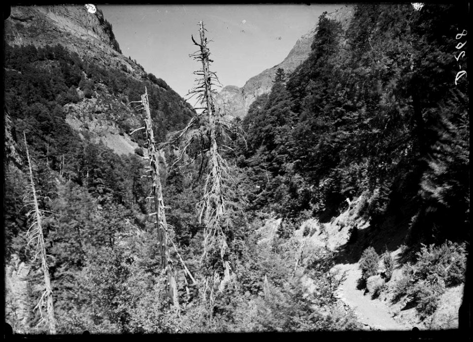 Boscos de la vall d'Ordesa i al fons pic de Tendeñera