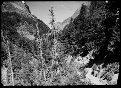 Boscos de la vall d'Ordesa i al fons pic de Tendeñera