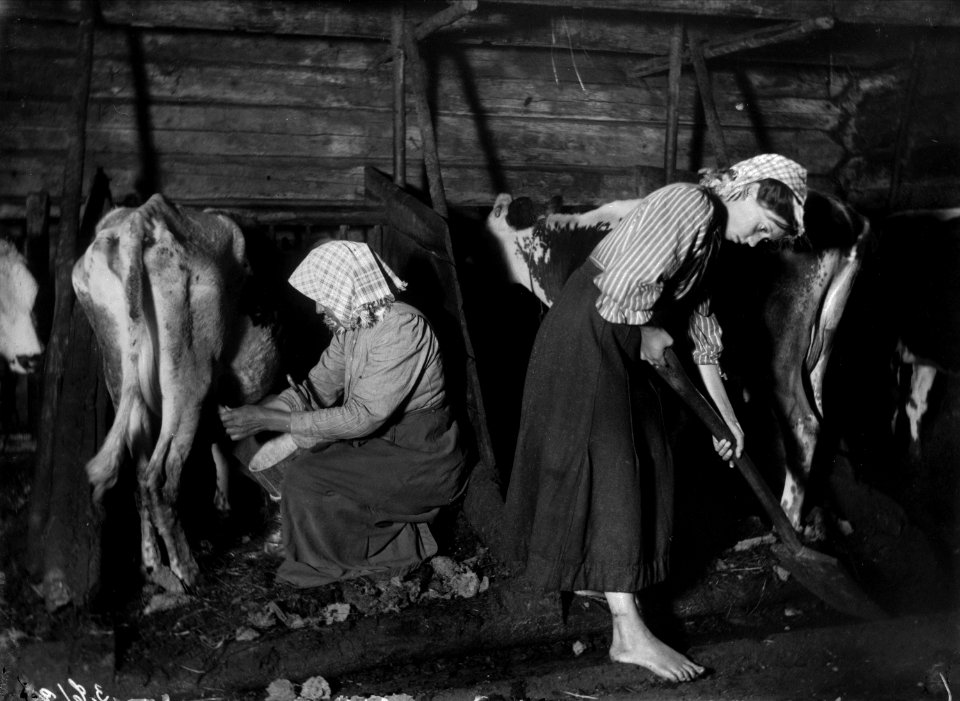 Boskapsskötsel i ladugården. Kvinna sitter och mjölkar en mager ko medan barfota flicka mockar - Nordiska museet - NMA.0027995