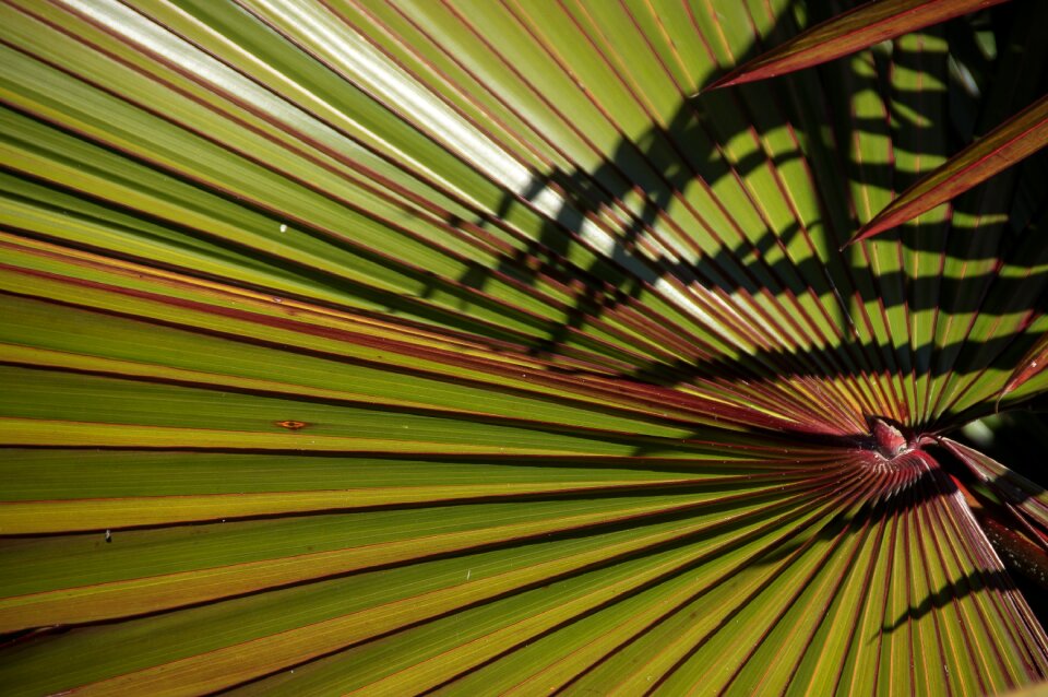 Green red sub-tropical