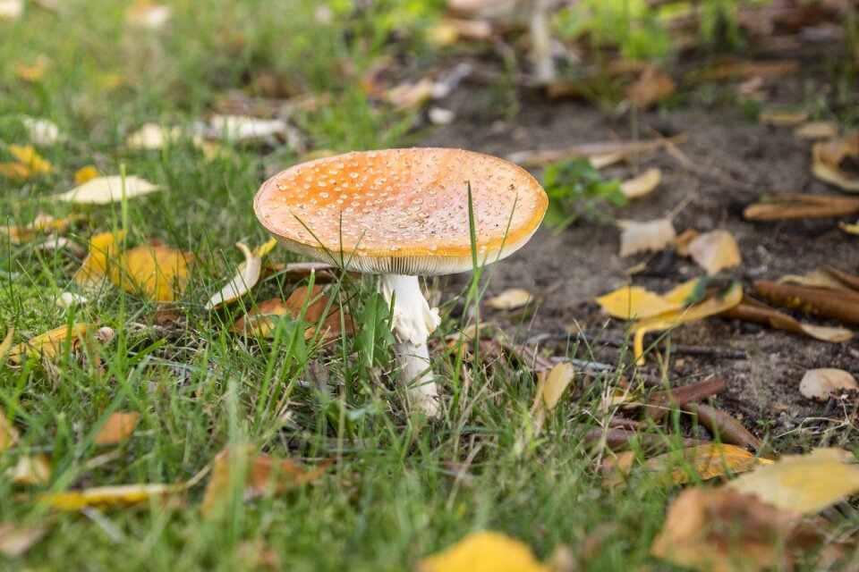 Autumn toxic nature
