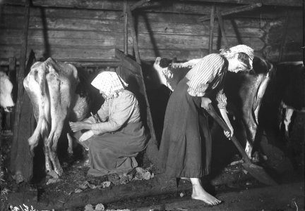 Boskapsskötsel i ladugården. Kvinna sitter och mjölkar en mager ko medan barfota flicka mockar - Nordiska museet - NMA.0036603 photo