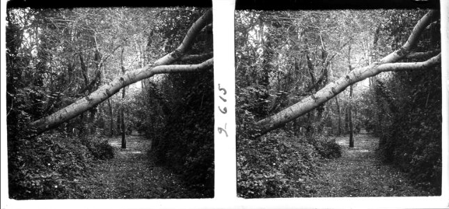 Bosquet (SaP 615 09)