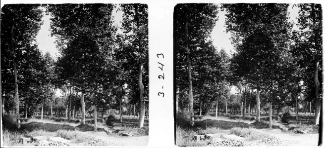 Bosquet a Santa Perpètua de Mogoda