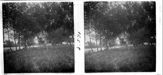 Bosquet del Prat de Llobregat