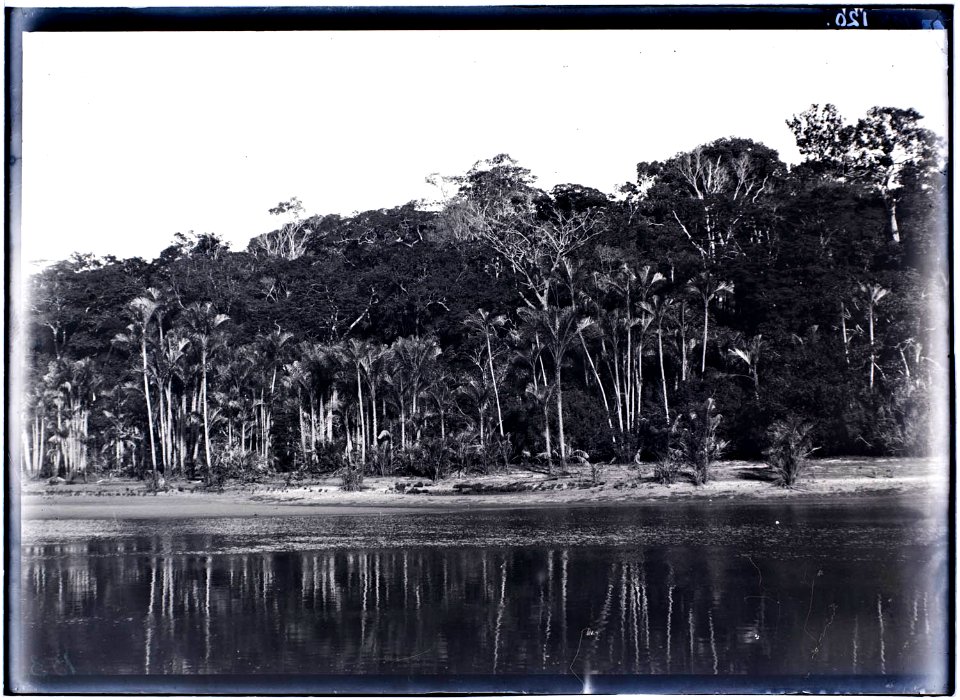 Bossen langs oever in het stroomgebied van de Tapanahoni-rivier
