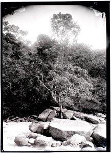 Bosrand bij de Papadron-val in de Paloemeu-rivier