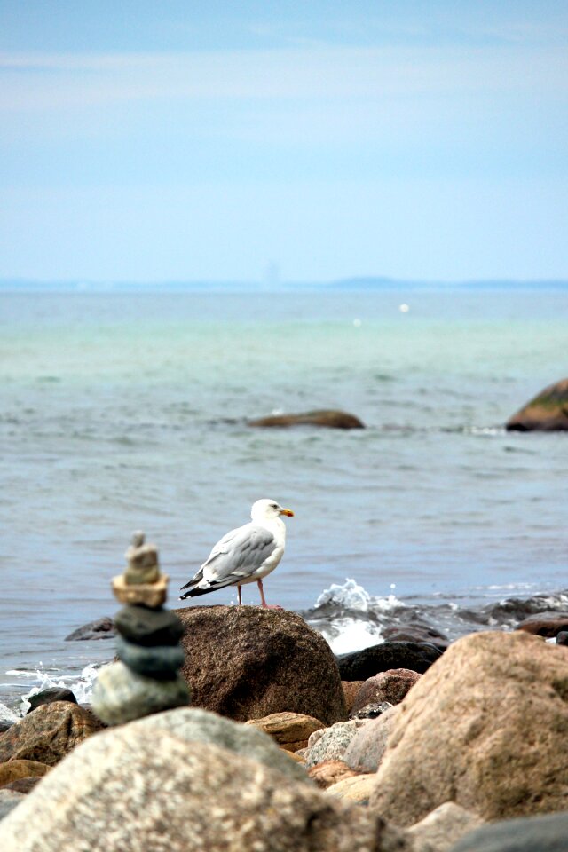 Seagull on the beach coast stones