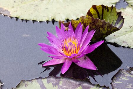 Nymphaea alba aquatic plants summer