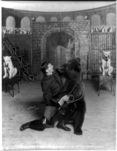 Bostock's trained animals - An affectionate bear LCCN2012645718