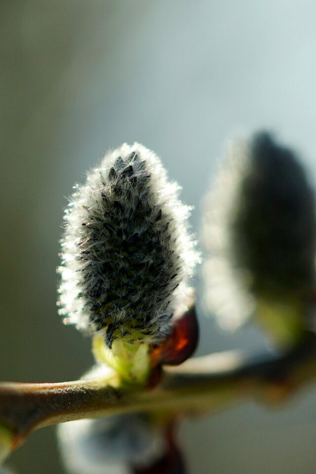 Pasture tree close up