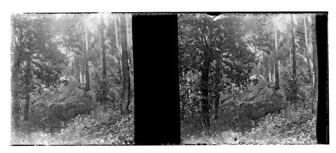 Bosc (Vdr-25 114)