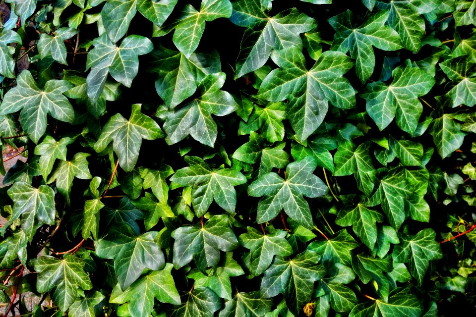 Creeper foliage leaves