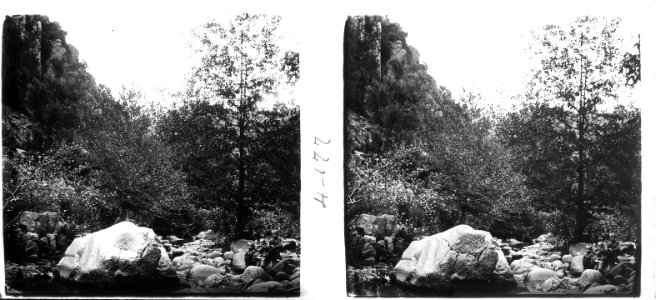 Bosc a Sant Hilari Sacalm