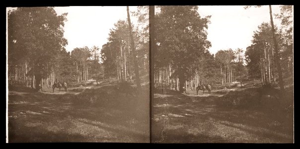 Bosc amb mules camí d'una font
