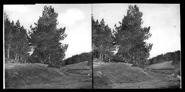 Bosc d'avets prop de Font-romeu (AFCEC BORDAS X 609)