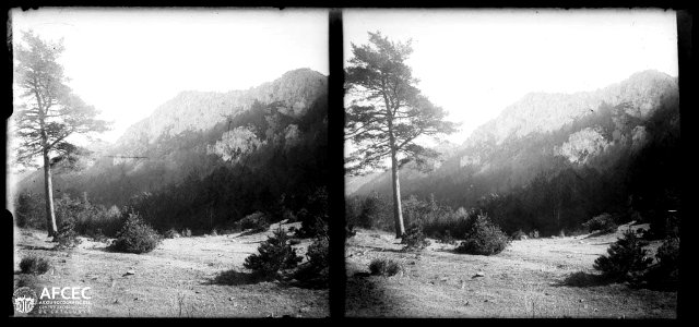 Bosc de Montagut i Oix