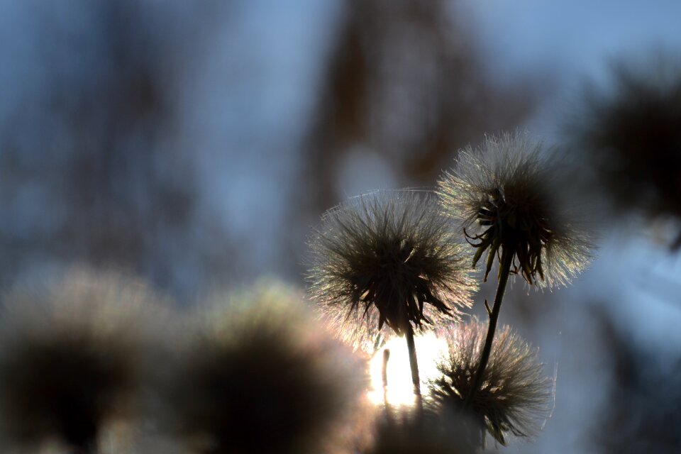 Plant fluffy summer