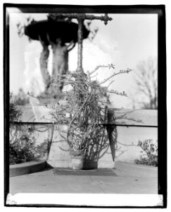 Botanical garden, Christ thorn LCCN2016829081