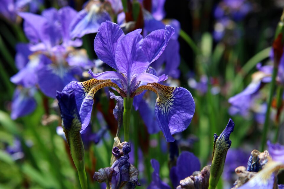 Flag flower garden photo