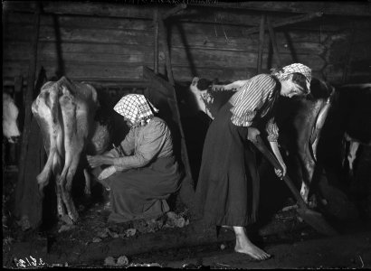 Boskapsskötsel i ladugården. Mangskogs socken, Värmland, 1911 - Nordiska Museet - NMA.0043102