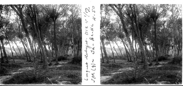 Bosquet al costat del Llobregat