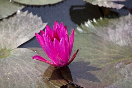 Nymphaea alba aquatic plants summer