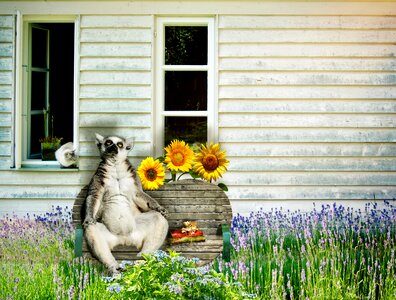 Window flowers garden