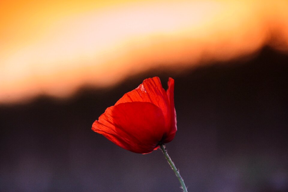 Twilight red poppy blossom
