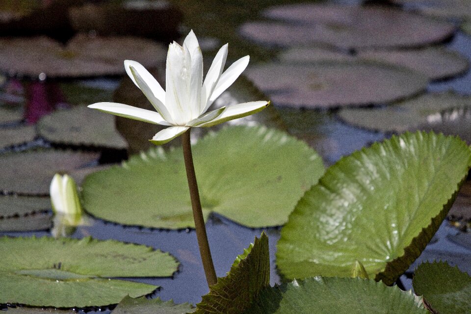 Nymphaea alba aquatic plants summer