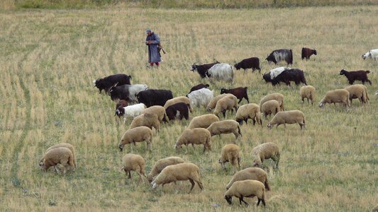 Sheep shepherd village photo