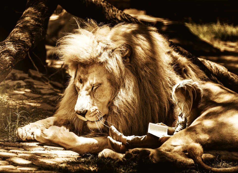 Animal world lion big cat
