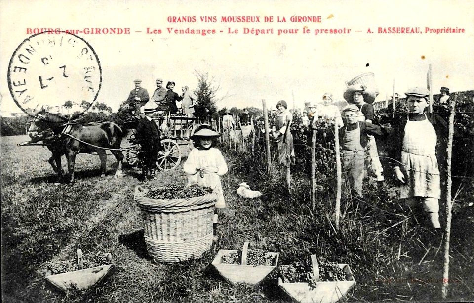 Bourg - Vendanges 4