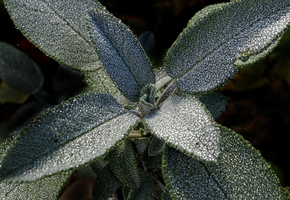 Morgentau dewdrop autumn morning