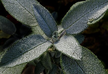 Morgentau dewdrop autumn morning