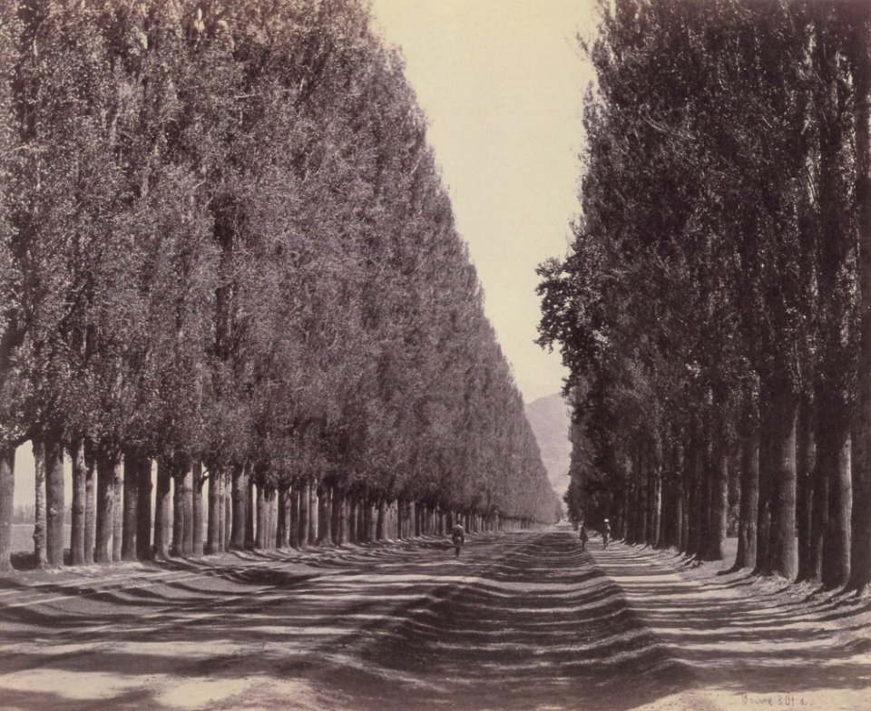 Bourne, Samuel - Pappelalee in Srinagar (Zeno Fotografie)