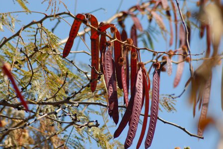 Guajes fruit tree