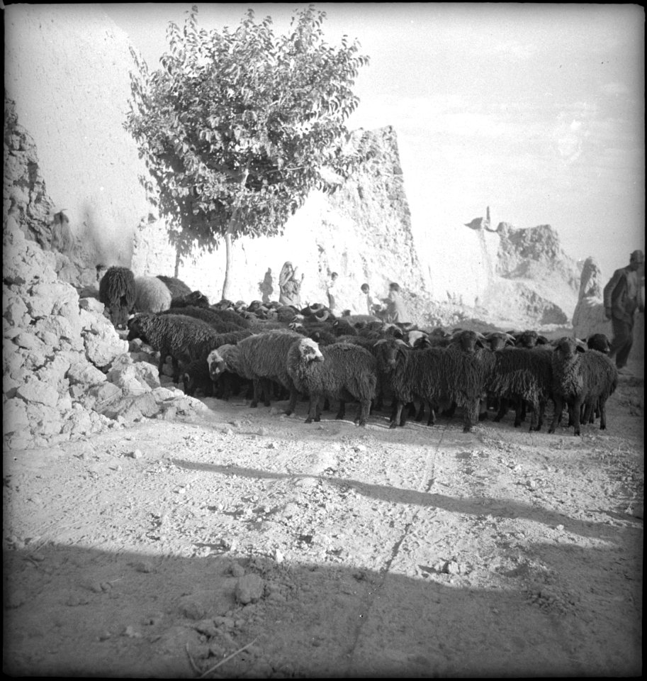 CH-NB - Afghanistan, Turkestan- Tiere - Annemarie Schwarzenbach - SLA-Schwarzenbach-A-5-20-059