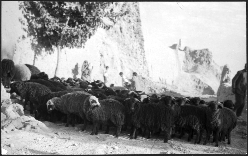 CH-NB - Afghanistan, Turkestan- Tiere - Annemarie Schwarzenbach - SLA-Schwarzenbach-A-5-20-060