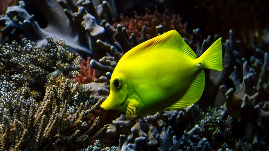 Aquarium underwater world reef photo
