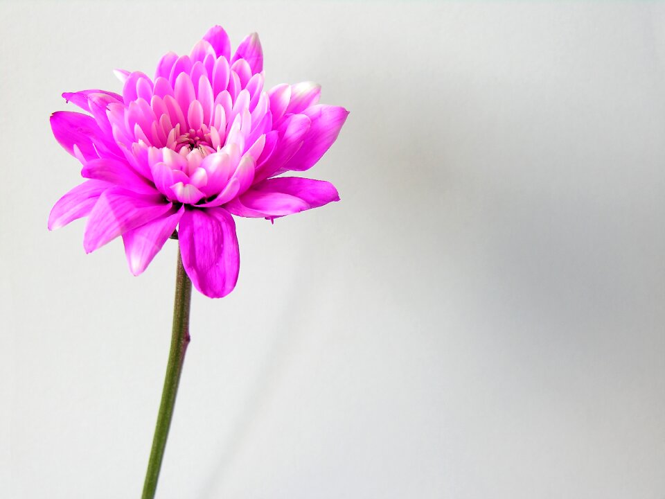 Purple flowers nature floral photo