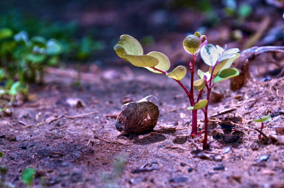 Outdoors little soil