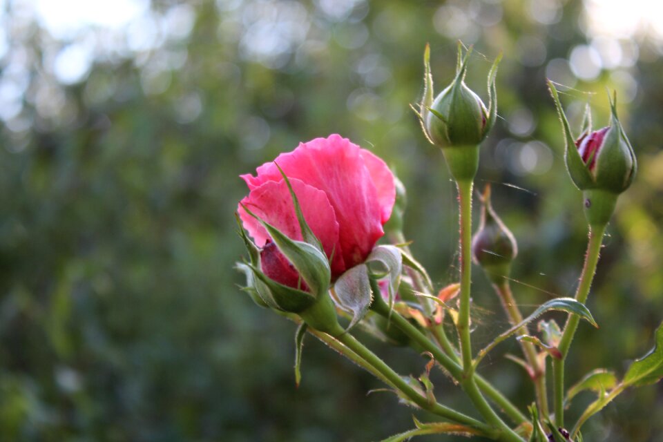 Plant red wild rose