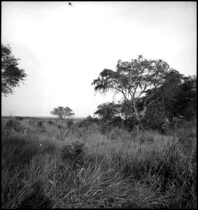 CH-NB - Belgisch-Kongo, Eduardsee- Landschaft - Annemarie Schwarzenbach - SLA-Schwarzenbach-A-5-25-265