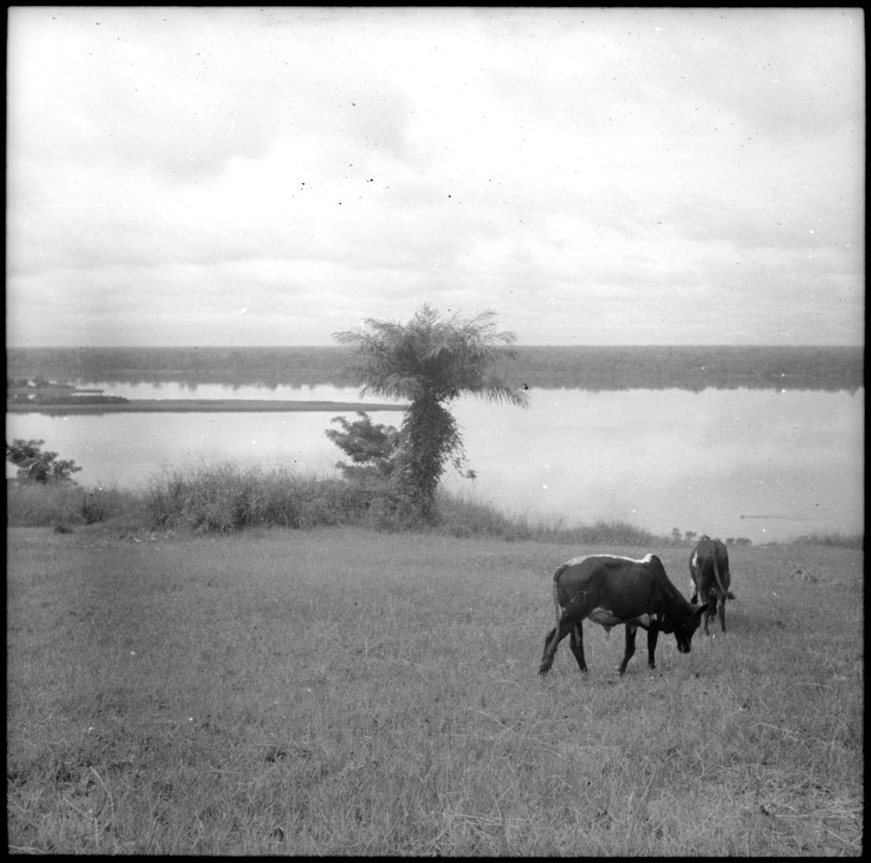 CH-NB - Belgisch-Kongo, Lisala- Landschaft - Annemarie Schwarzenbach - SLA-Schwarzenbach-A-5-25-167