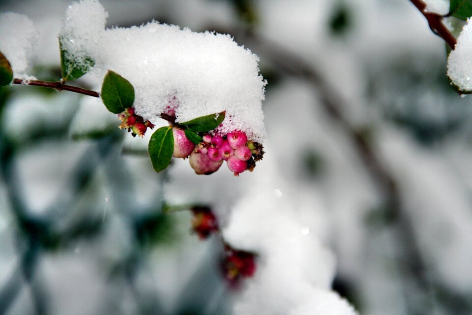 Tree snow bush