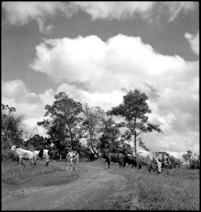 CH-NB - Belgisch-Kongo, Nioka- Tiere - Annemarie Schwarzenbach - SLA-Schwarzenbach-A-5-25-223