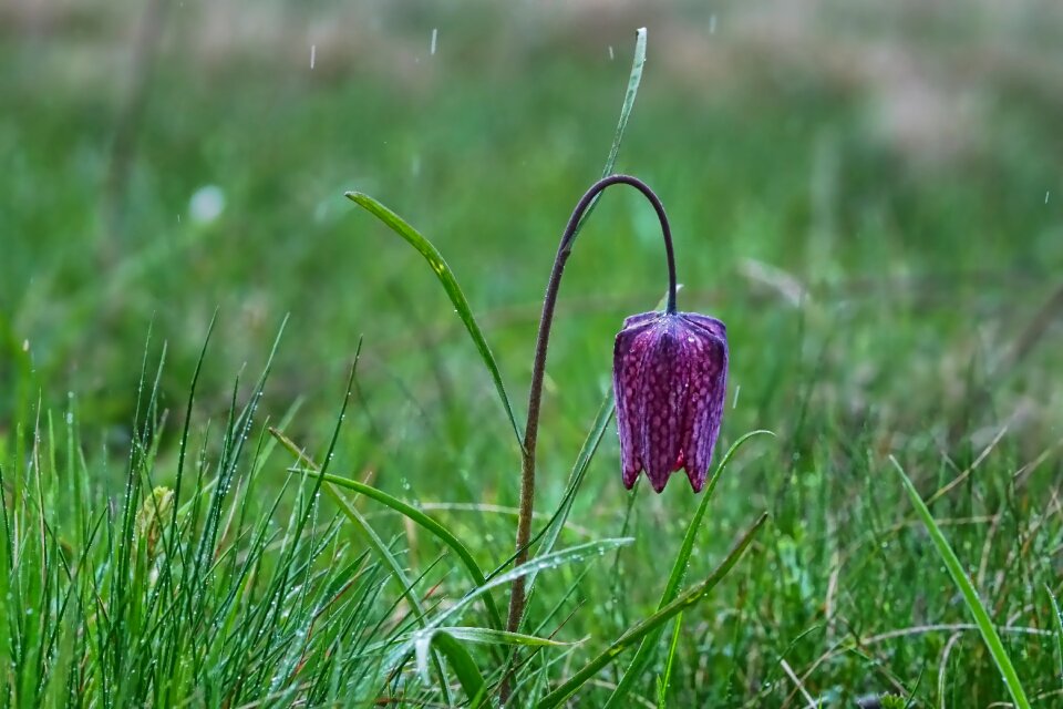 Fritillaria meleagris leaf spring