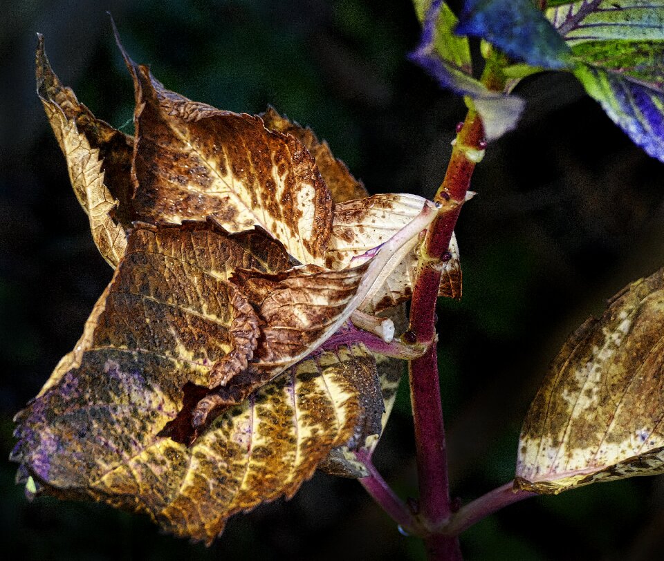 Leaf coloring sunlight illuminated